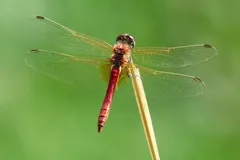 MOR4229